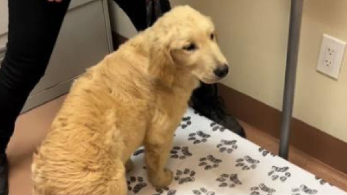 Abbandonato al rifugio senza spiegazioni: questo cucciolo di Golden Retriever vive un vero incubo