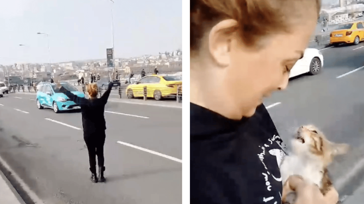 Video. Salvataggio spettacolare di un gatto abbandonato in autostrada: la scena è impressionante