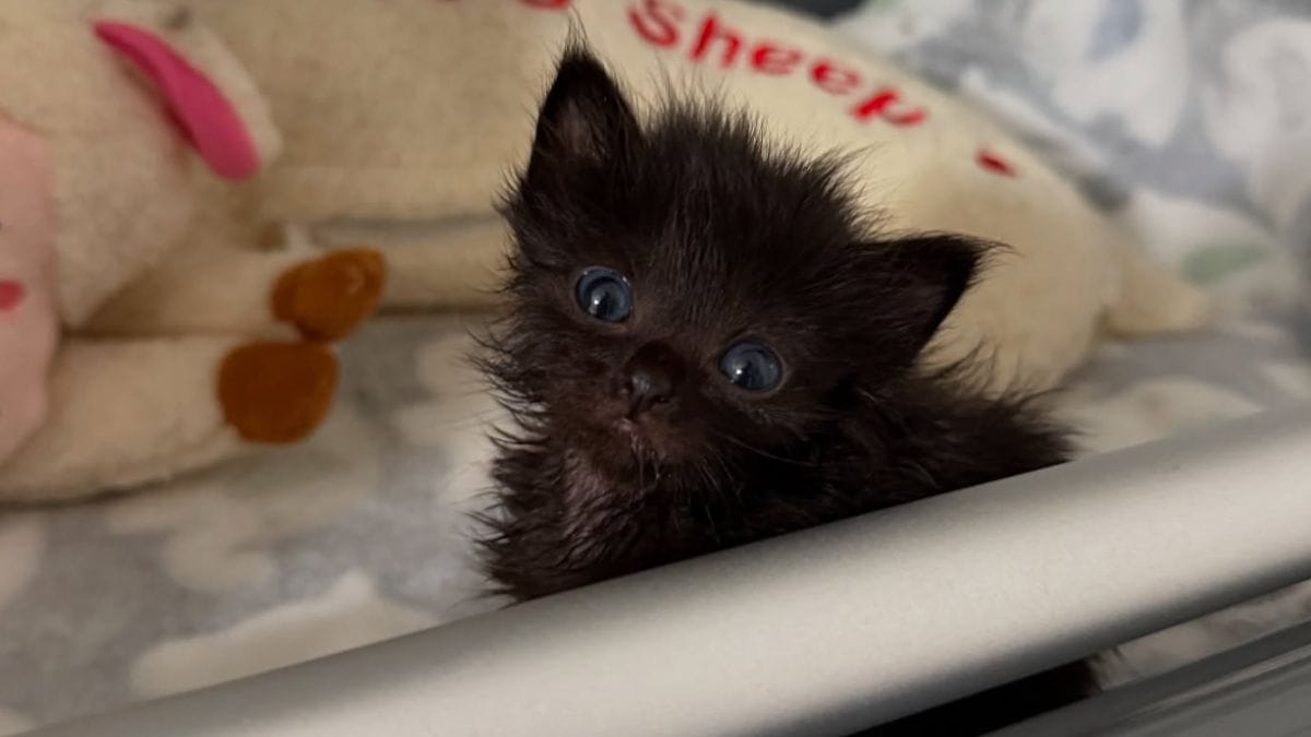 Video. Una donna salva un gattino di dieci giorni in difficoltà e scopre presto di essere stata ingannata