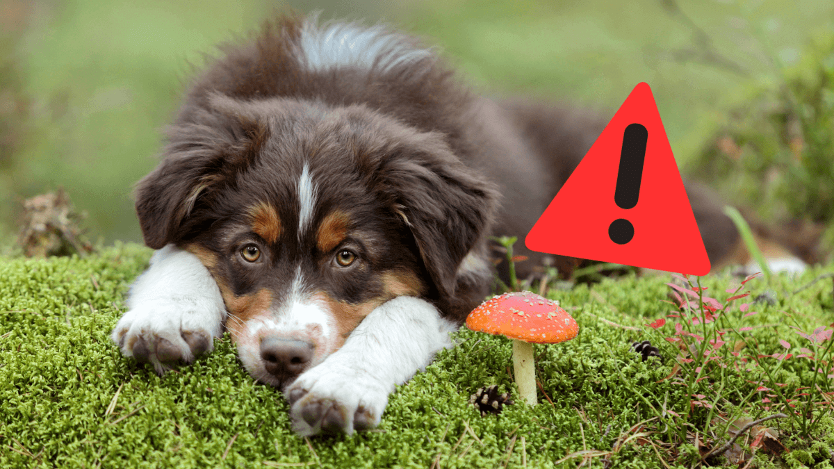 Durfen Hunde Pilze
