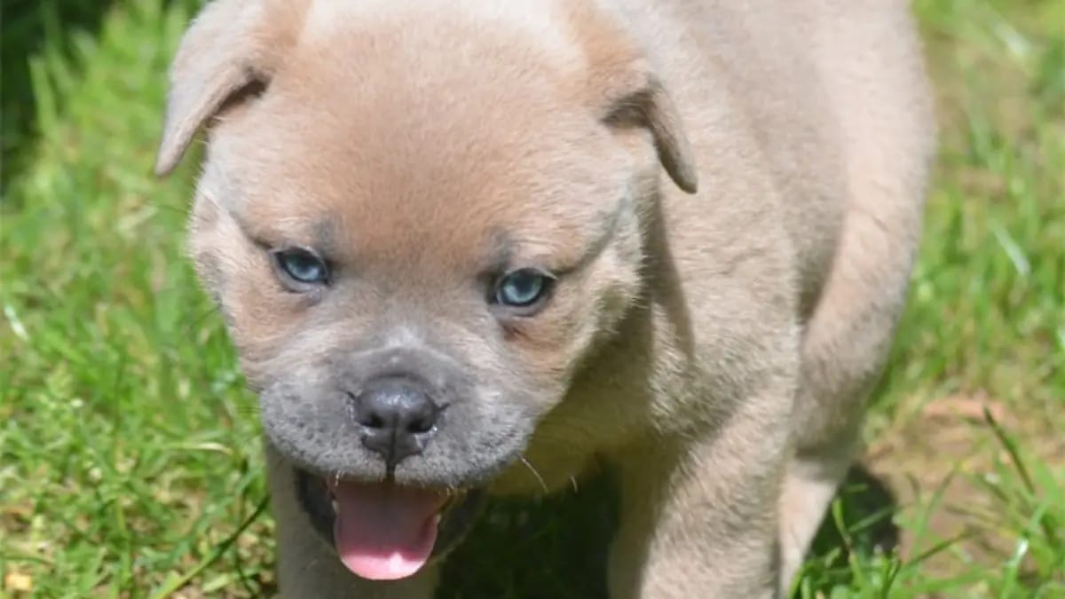Questo incrocio di cani non sarebbe mai dovuto accadere!