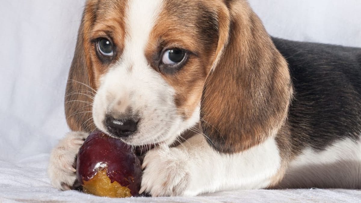 Dürfen Hunde Pflaumen essen?
