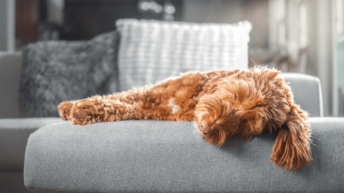 E se la notte non fosse dolce? Scopriamo se i cani hanno gli incubi!