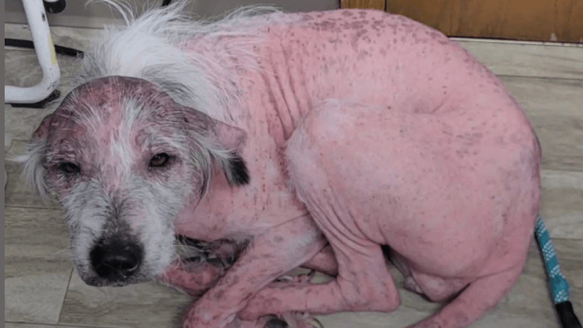 La miracolosa trasformazione di Willow, il cane “rosa” che ha commosso il web