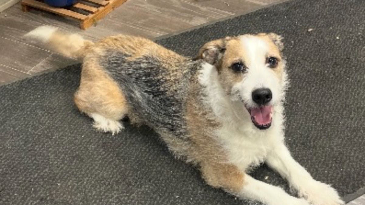 Cane del rifugio adottato "per sempre": dopo 8 anni il suo mondo crolla