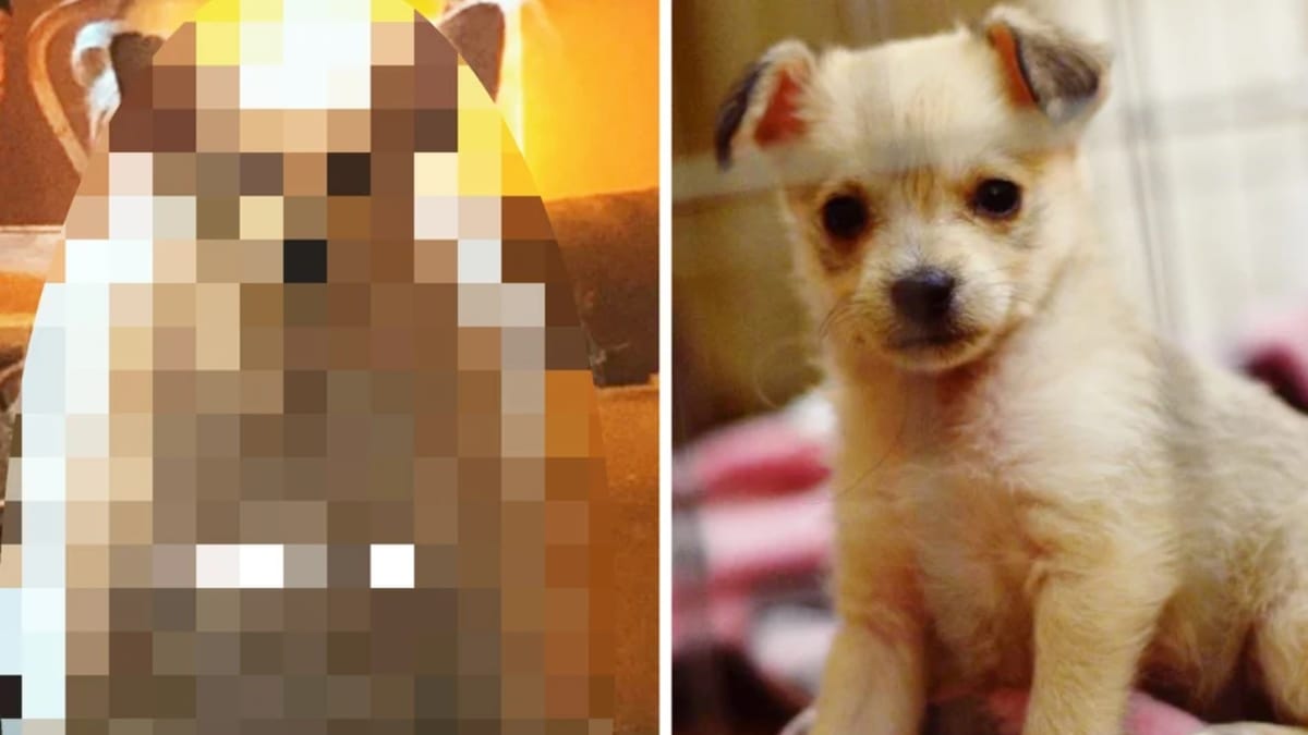 Video. Donna salva un tenero cucciolo: 3 anni dopo, l'aspetto del cagnolino è un vero shock