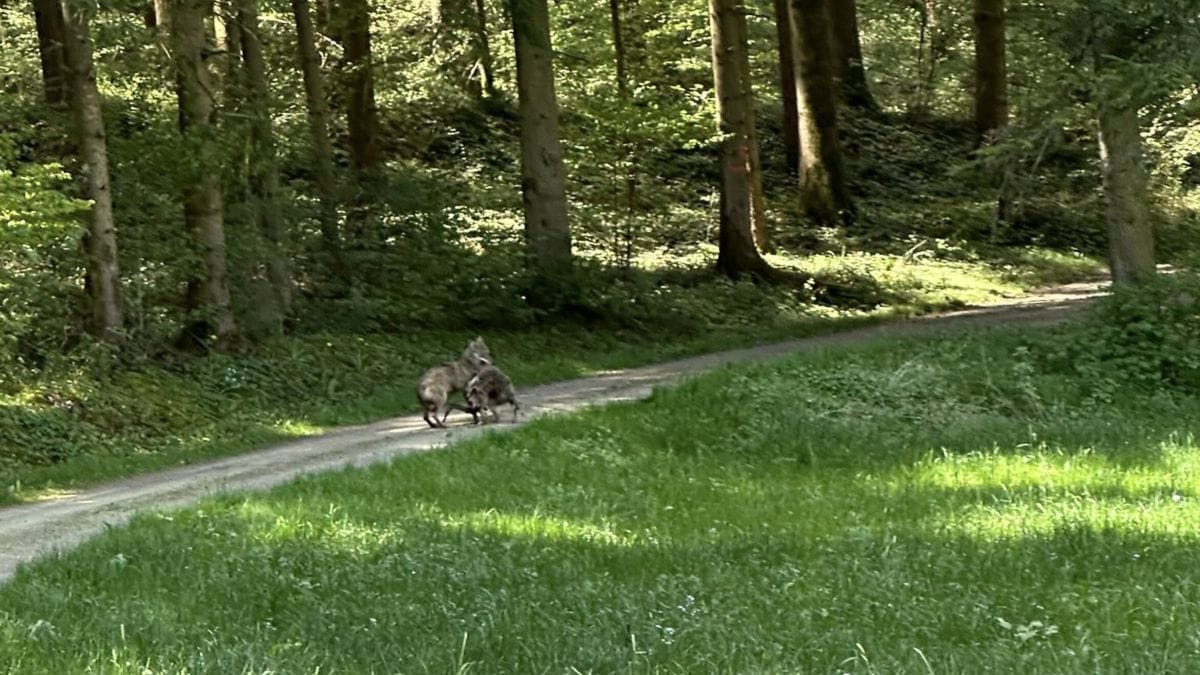 Video. Strano animale attraversa la strada con una carcassa in bocca: cos’hanno scoperto i cacciatori?