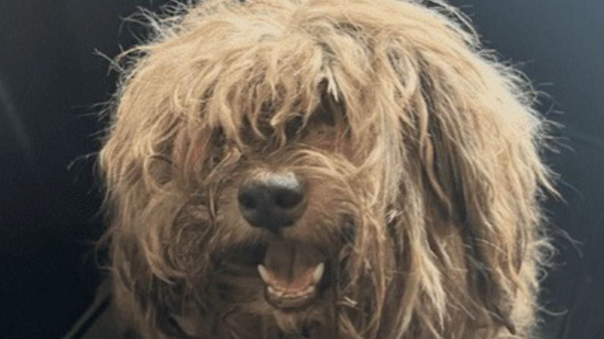 Video. I soccorritori rasano il pelo arruffato di un cane: ciò che scoprono tra i nodi spezza loro il cuore