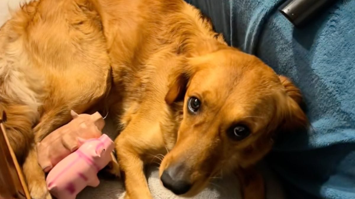 Lo strano comportamento della cagnolina con i maialini di plastica nasconde una realtà che pochi proprietari conoscono