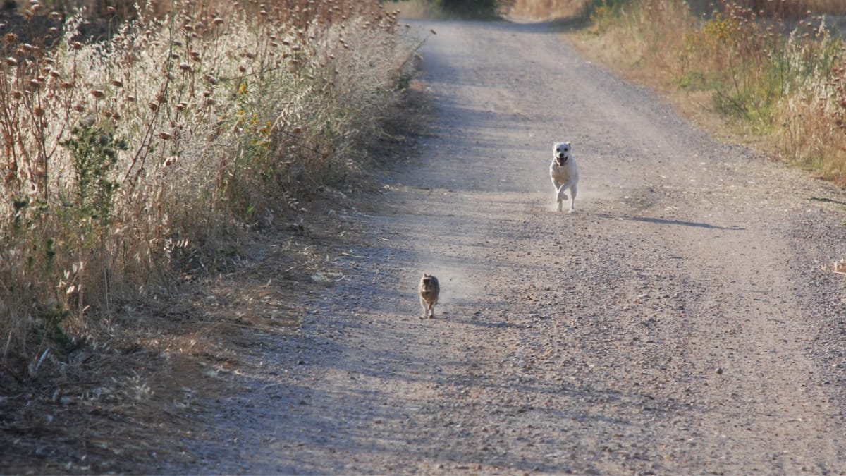 La lepre intelligente, supera in astuzia il cane durante una battuta di caccia che fa ridere tutti