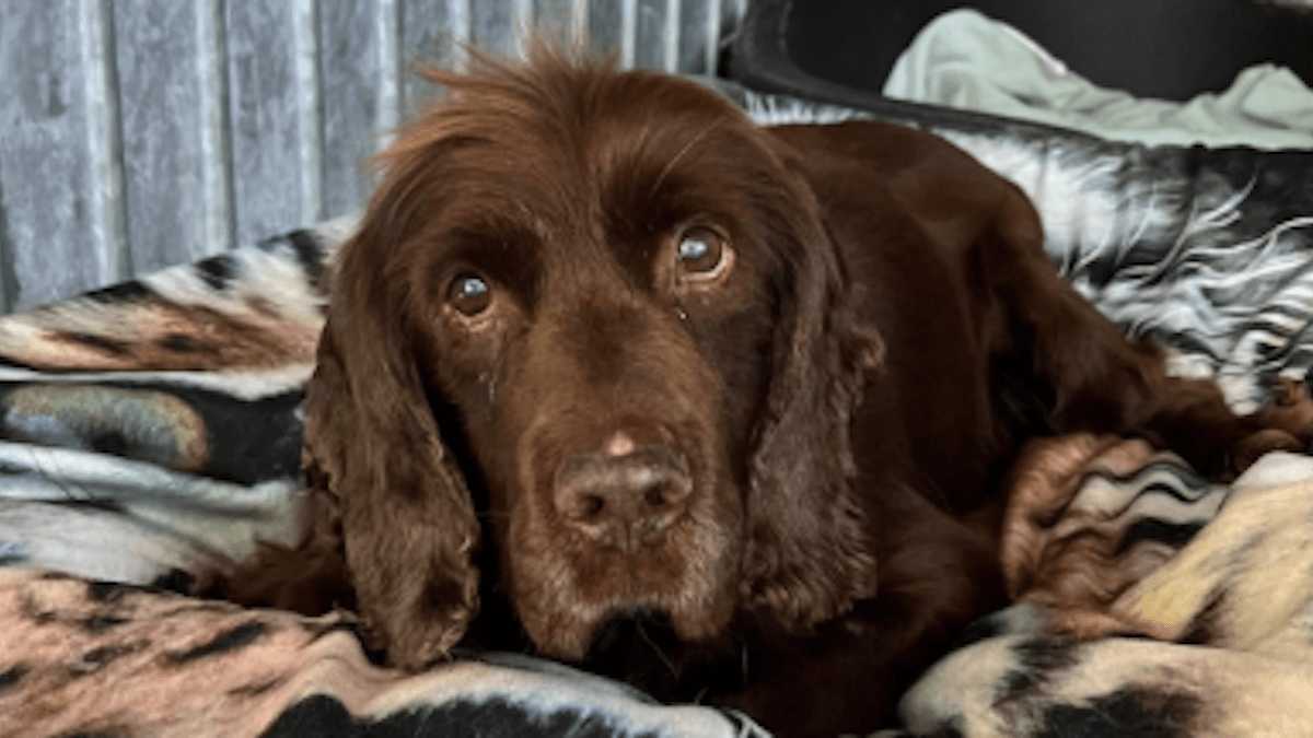 Un post, una valanga d’amore: la storia di Zebadee ha commosso migliaia di persone