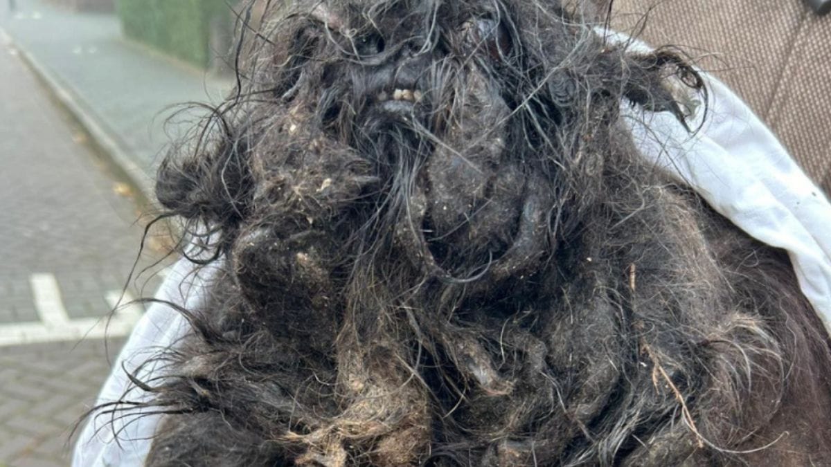 Cane viene ritrovato in pessime condizioni, quasi incapace di muoversi: oggi è irriconoscibile