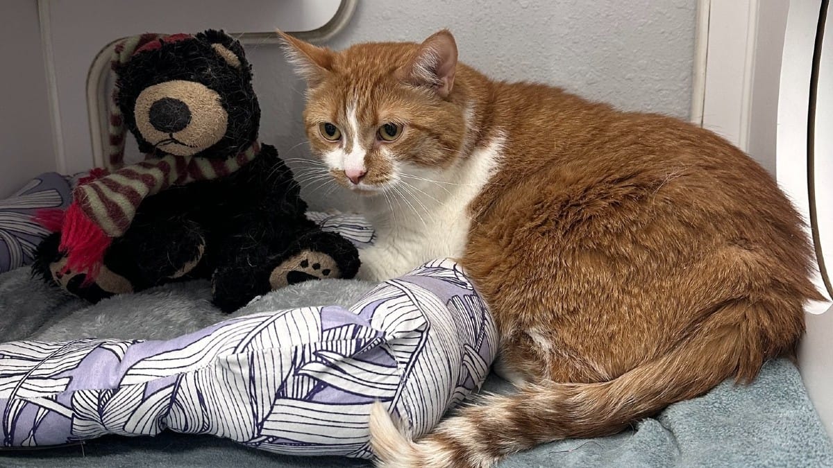 Anziano costretto ad abbandonare il gatto al rifugio: lascia una richiesta speciale