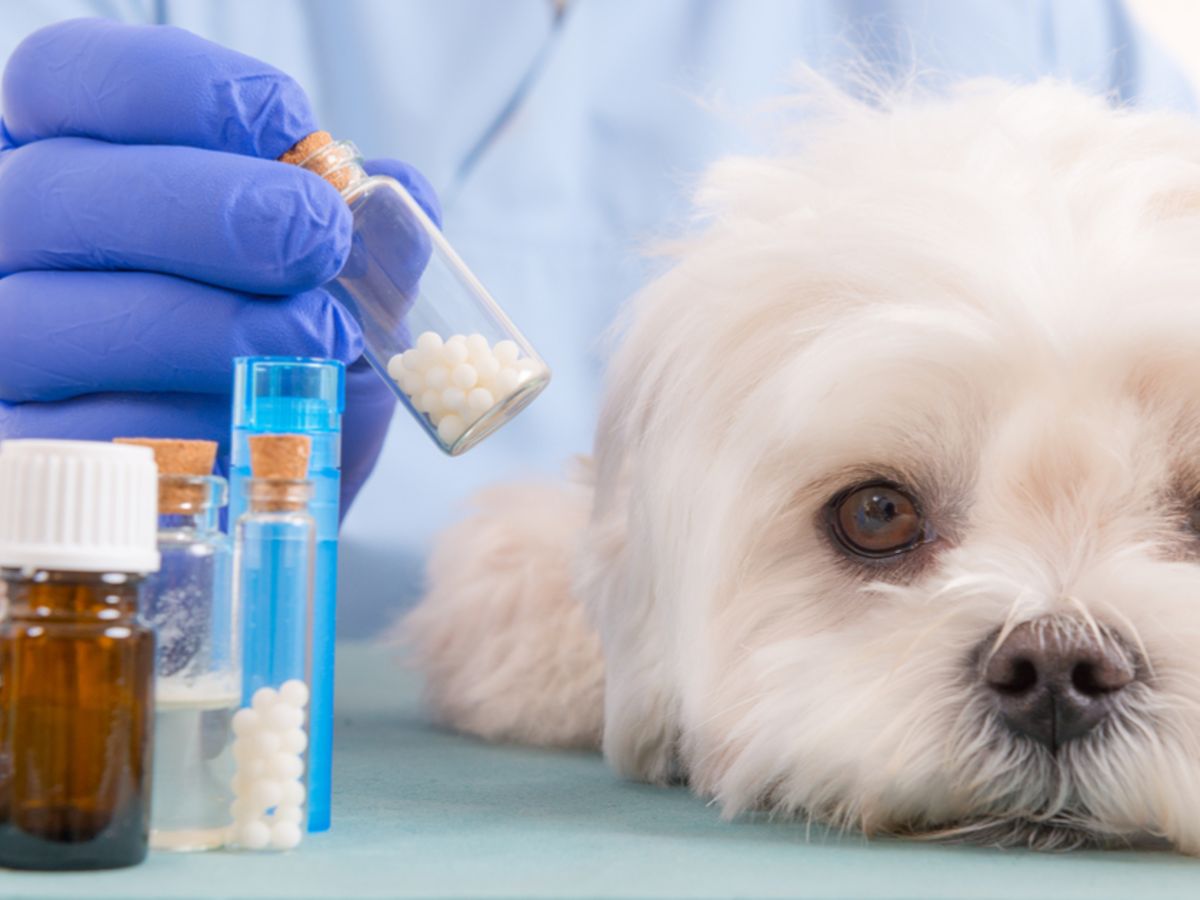 Homopathie beim Hund: Sanfte Hilfe fr viele Flle