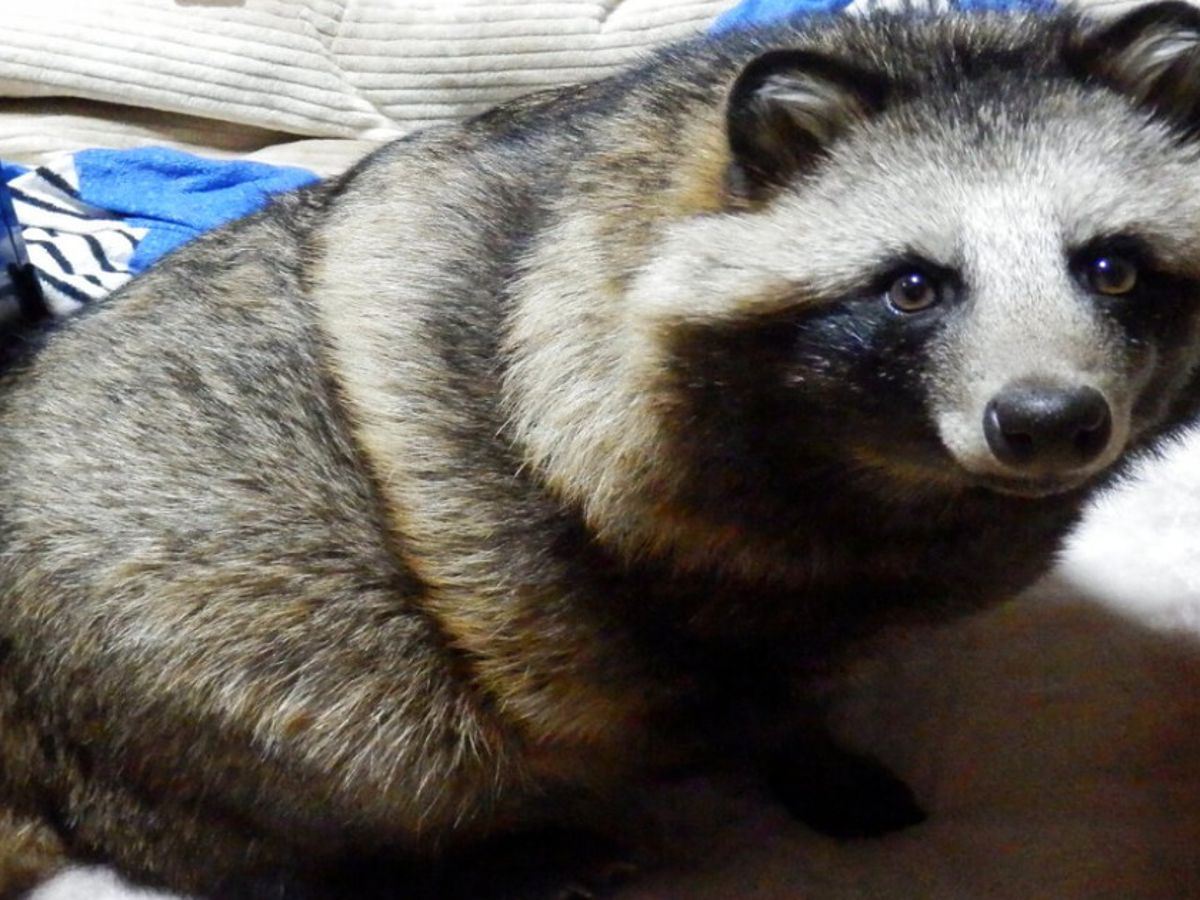 Los Mapaches Están Más Relacionados Con Gatos O Perros