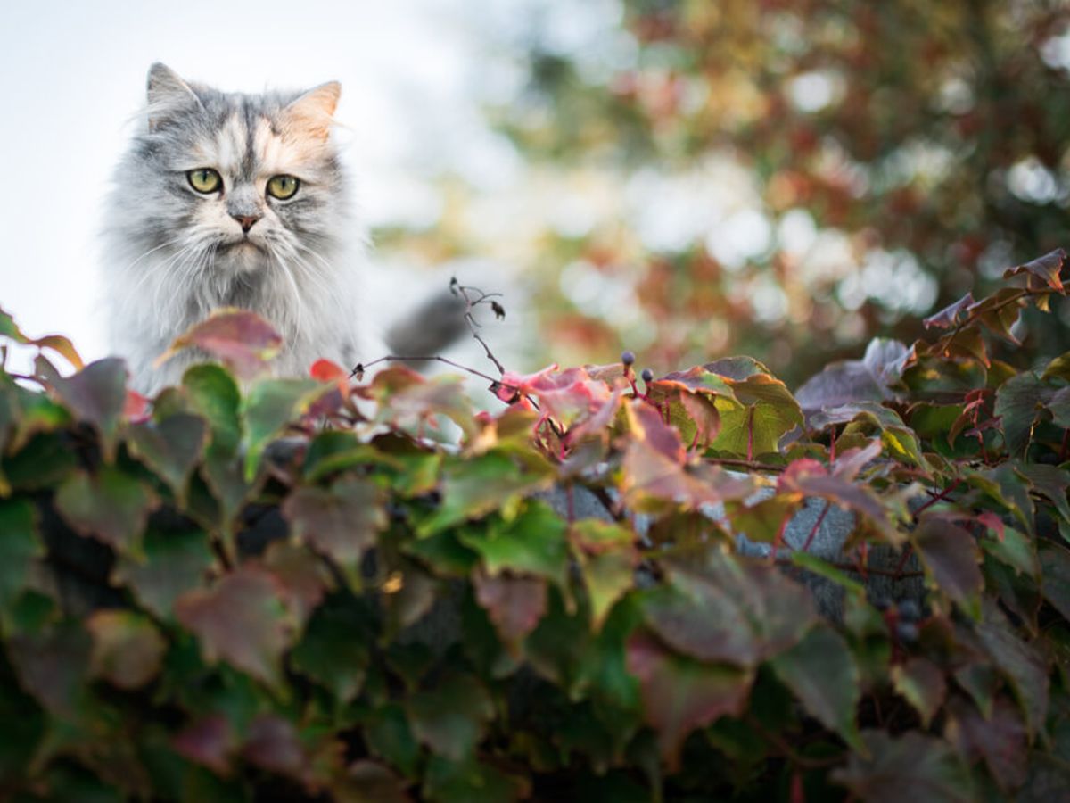 Ist Efeu giftig fr Katzen?