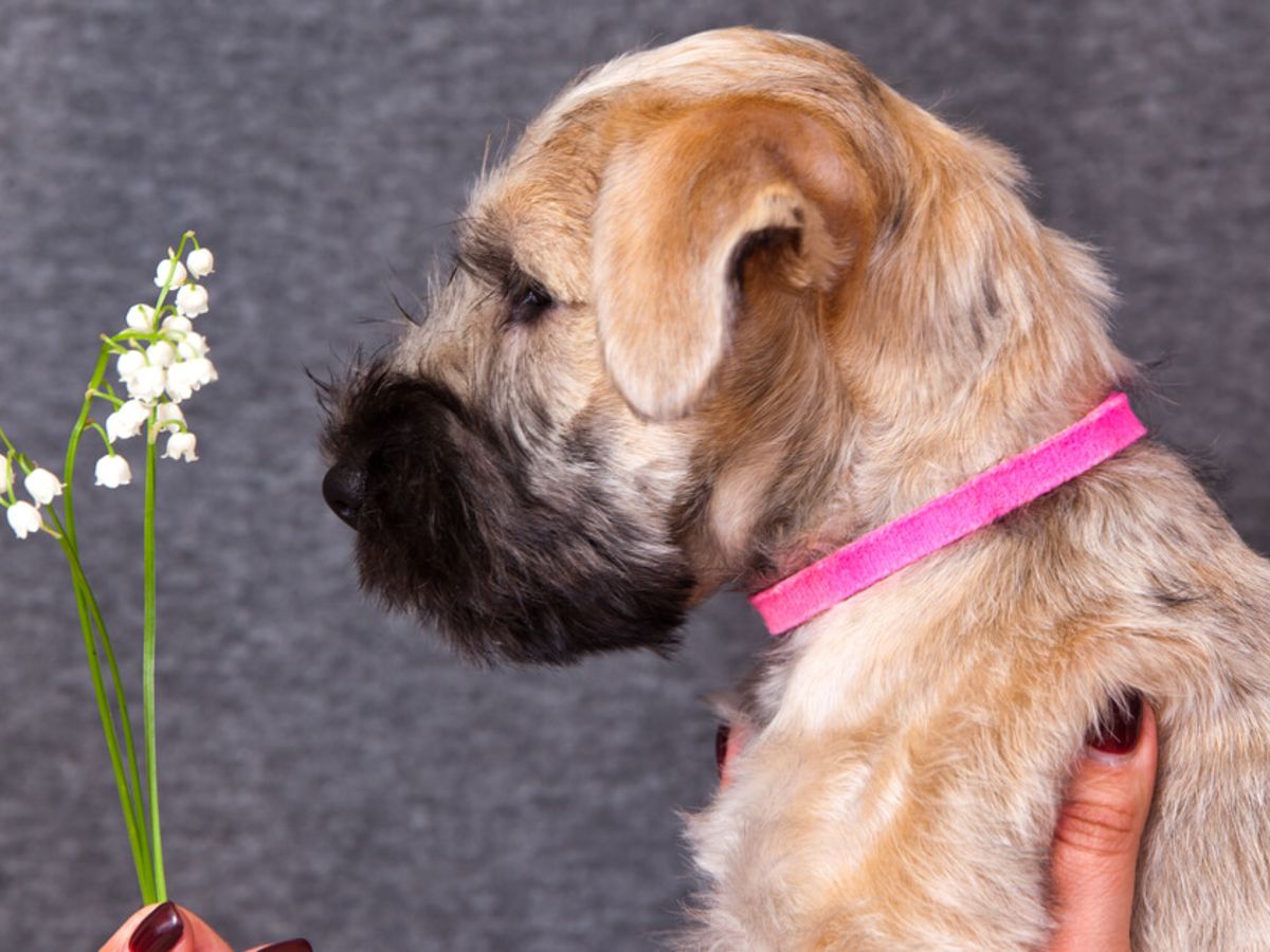 Sind Maiglckchen giftig fr Hunde?