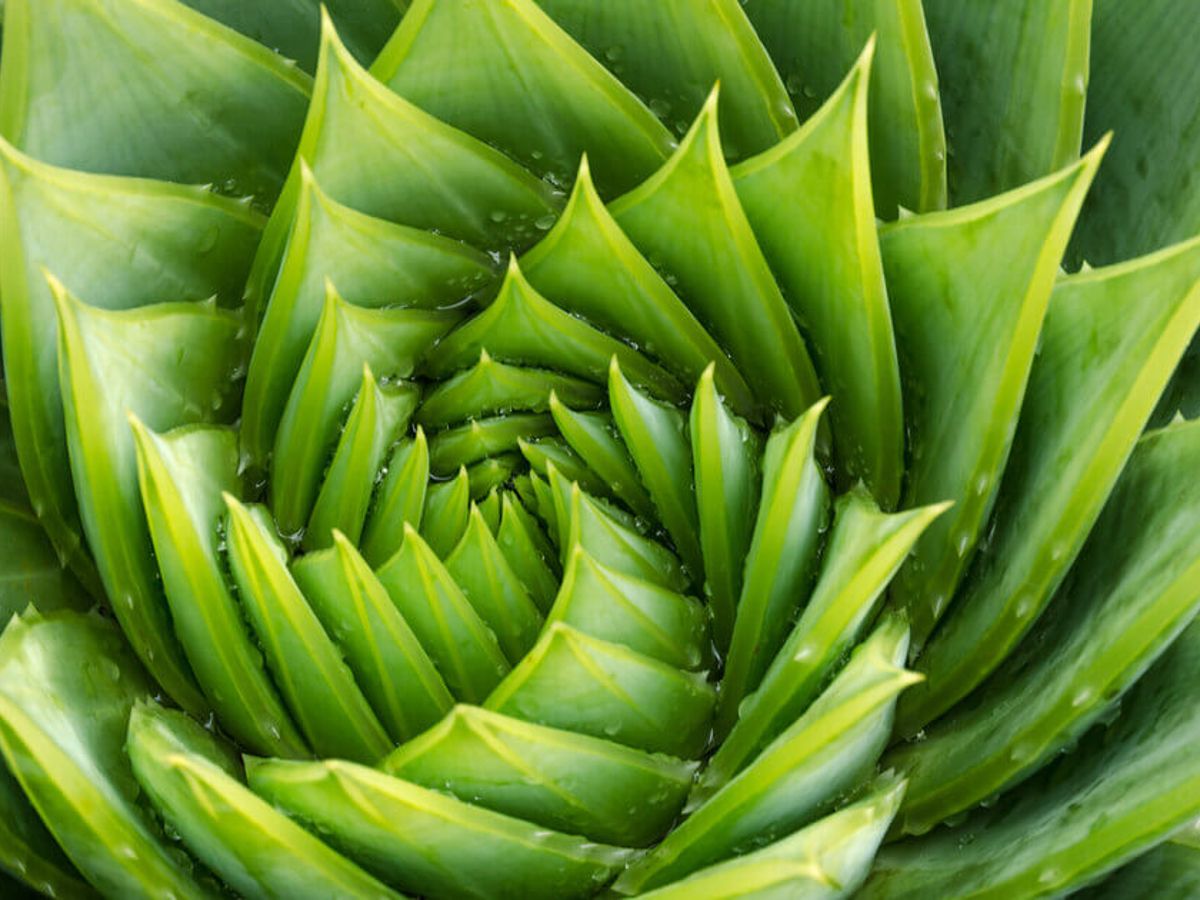 Aloe vera: Fr den Hund giftig?