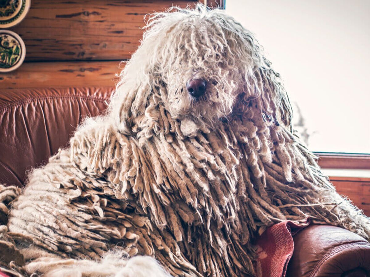 De komondor: een bijzondere hond met dreadlocks