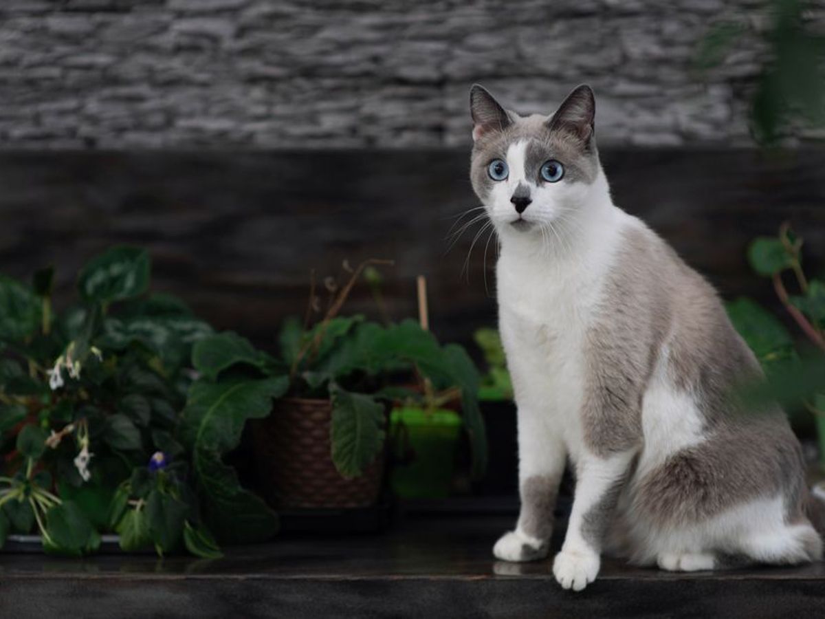 Ist die Calathea giftig fr Katzen?