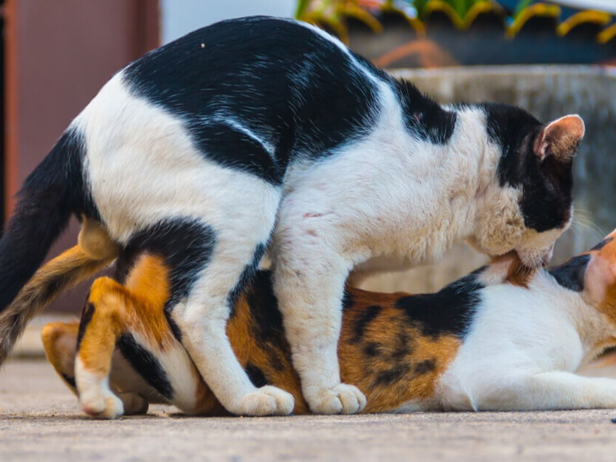 Wenn Katzen Sex haben: Wie, wann und wie oft?