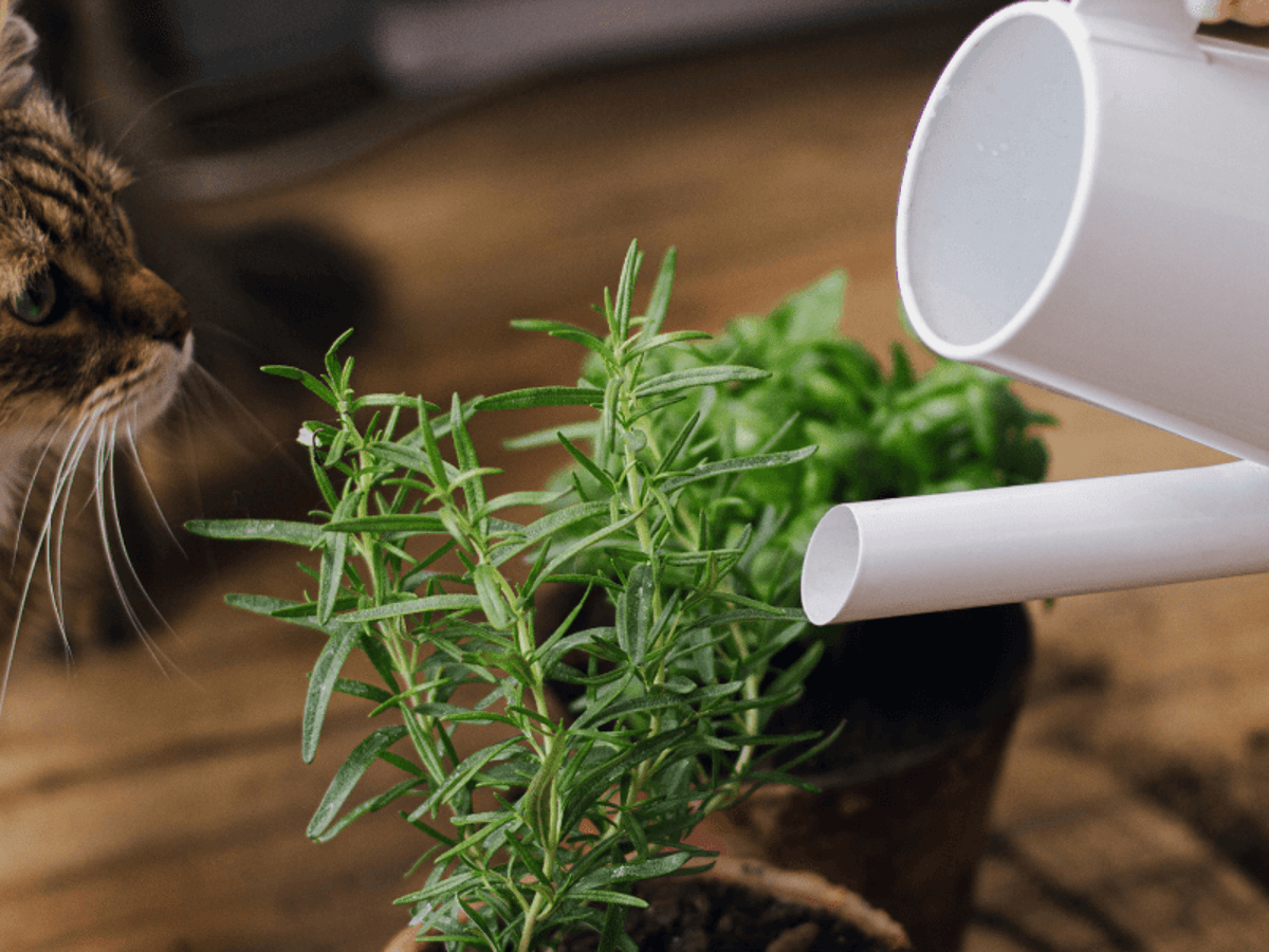 Is Rosemary Cat Safe: Essential Facts Every Pet Owner Must Know