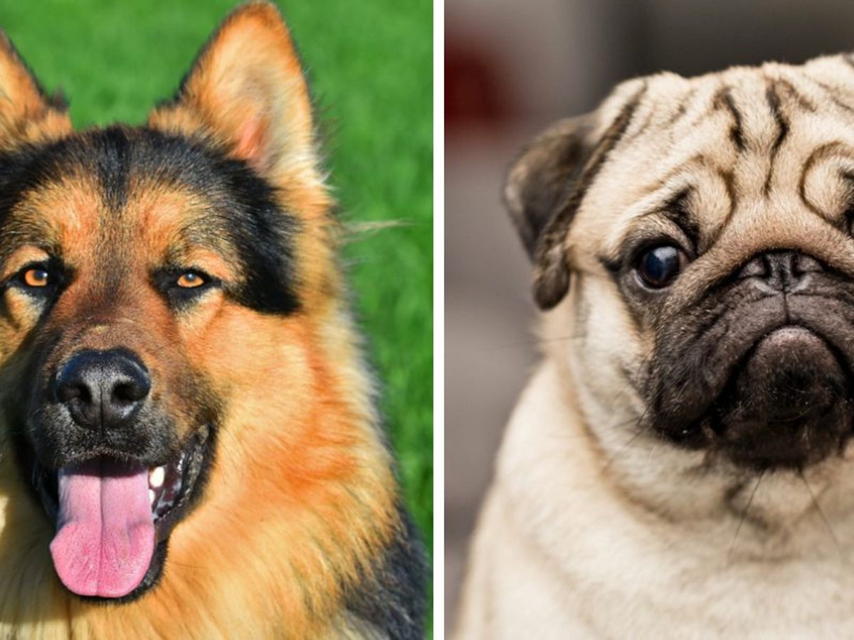 koning van de Duitse herder pup - online puzzel