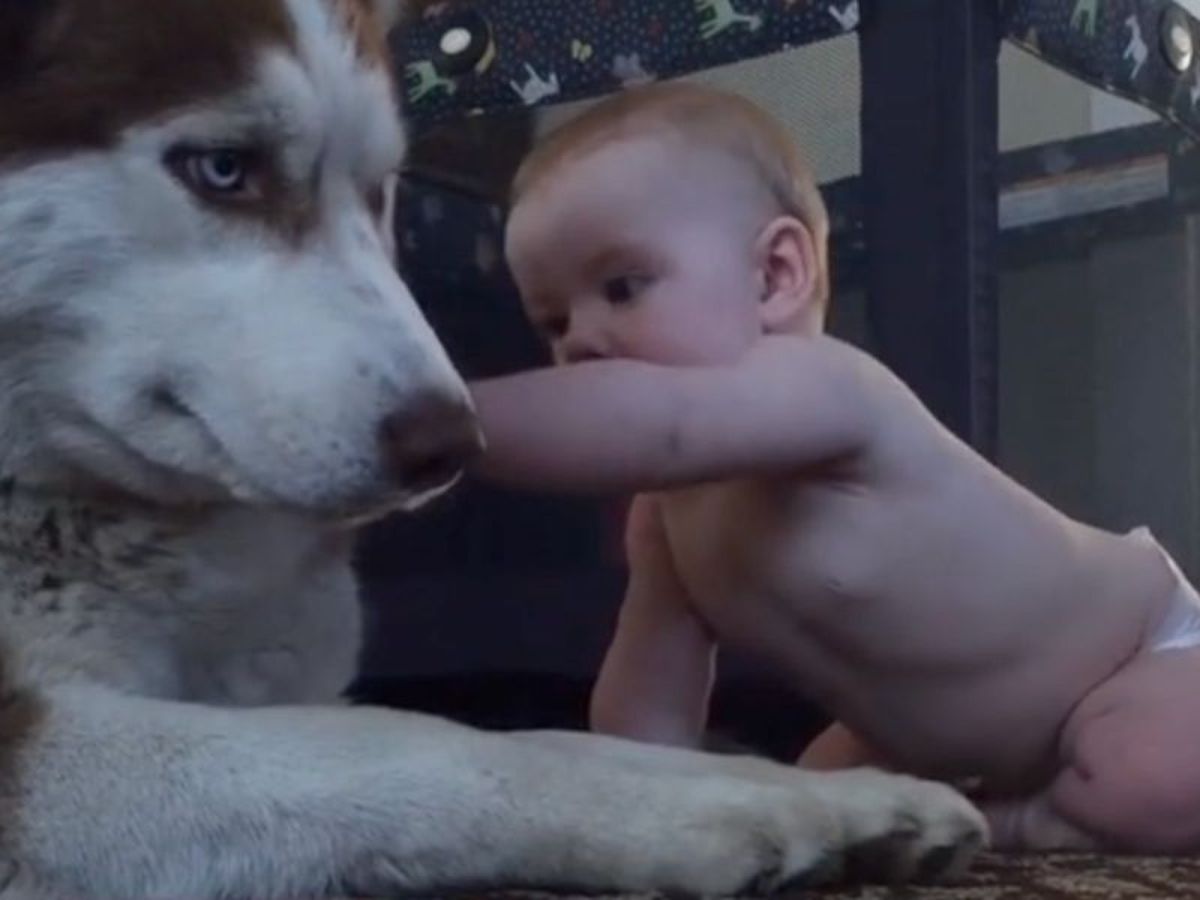 Baby aait een Husky: opeens gaat alles razendsnel (VIDEO)