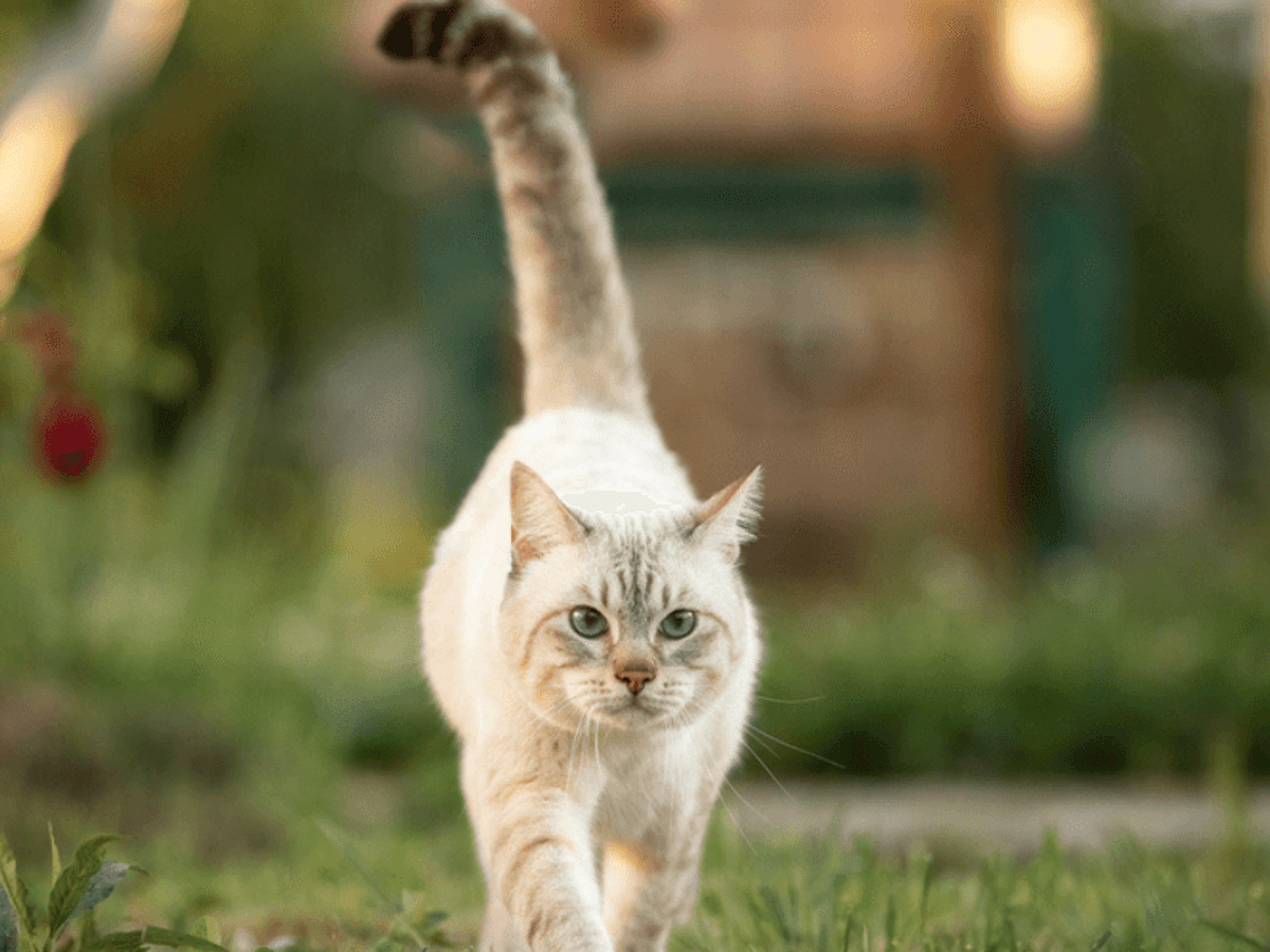 Do Cats Wag Their Tails: Surprising Facts You Need to Know