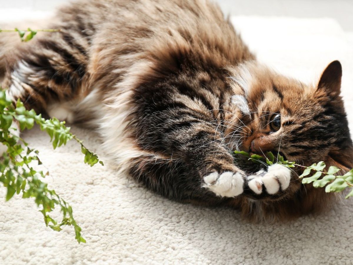 Ist Farn fr Katzen giftig?
