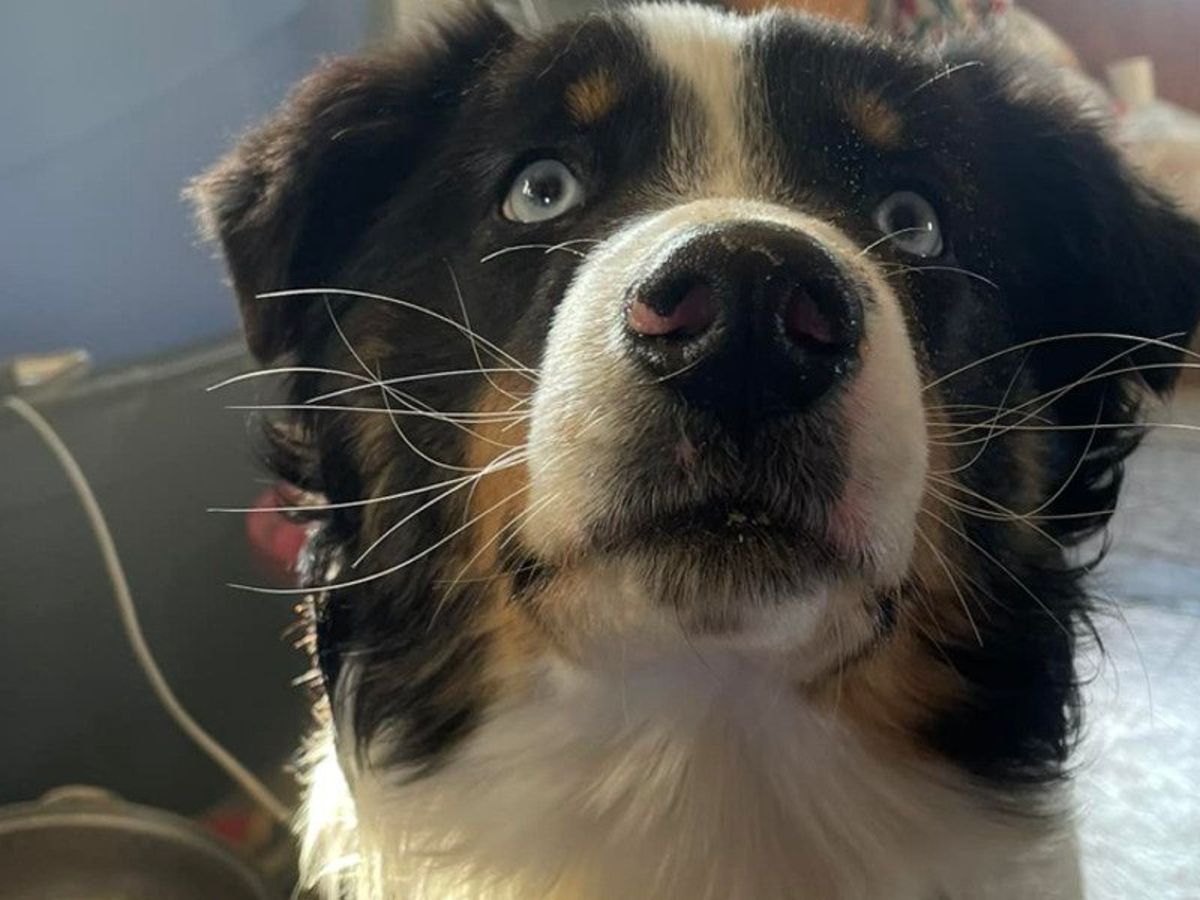 Introducir 100+ imagen un chien perdu peut il retrouver sa maison fr.thptnganamst.edu.vn