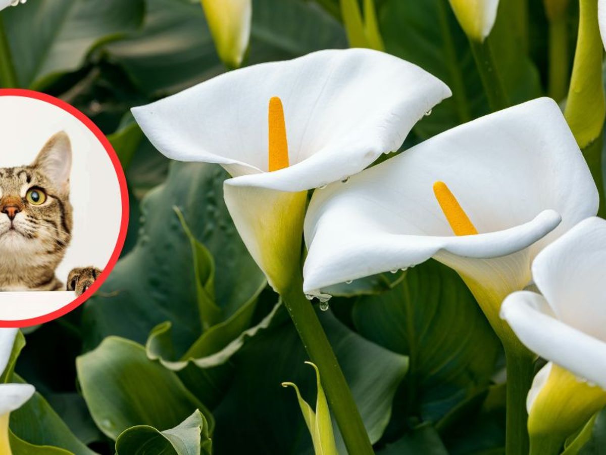 Sind Calla giftig fr Katzen?