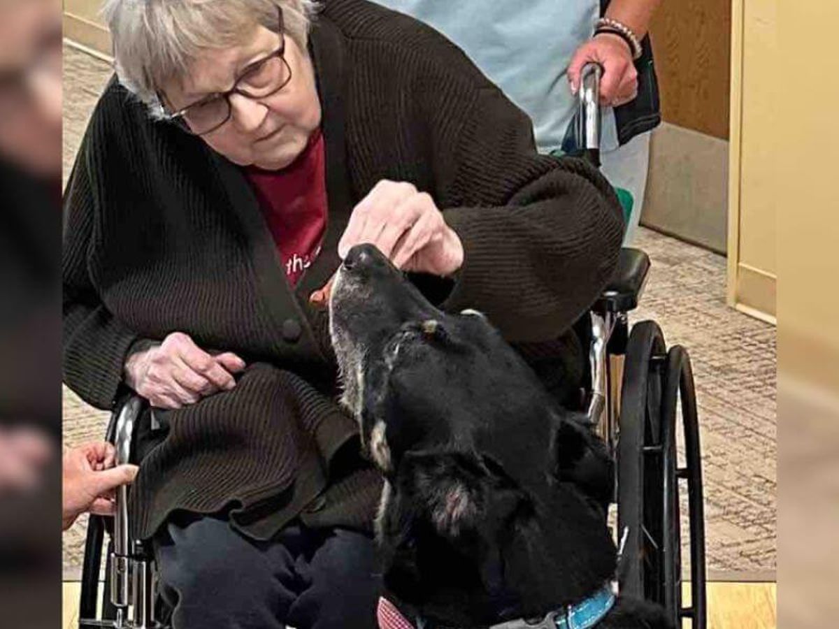 Mysterious dog keeps breaking into nursing home until he finally finds his  place