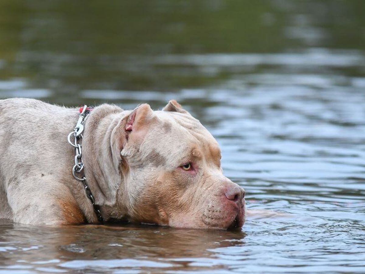 Echt lederen hondenmuilkorf voor American Bully, Bully XL en andere