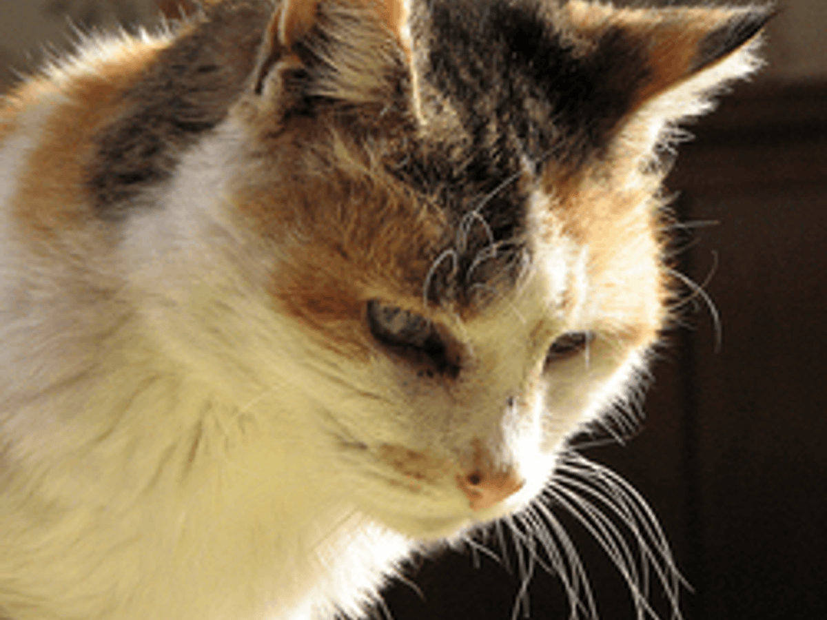 Le Chat Senile Comment Aider Et Apaiser Son Animal Age