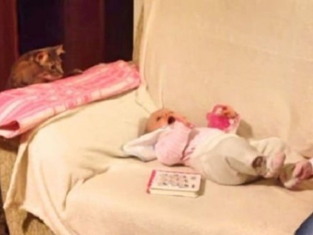 Ils Laissent Le Chat A Cote Du Bebe La Reaction Du Matou Est Extraordinaire Video