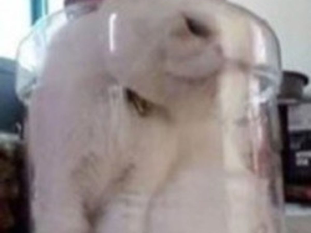 Enfermer Son Chat Dans Une Piece Pour Le Punir Elle enferme son chat dans un bocal pour le punir