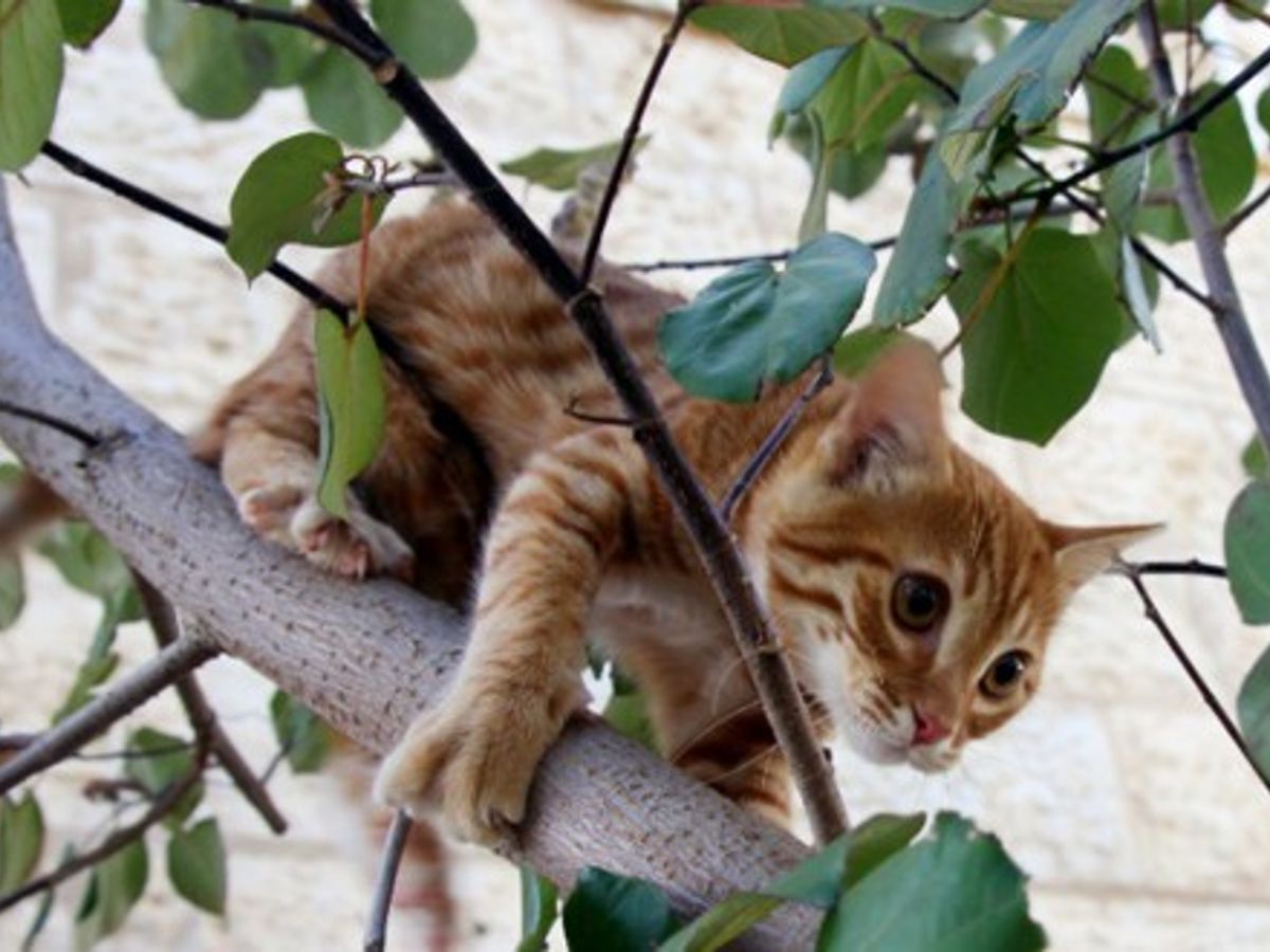 Ce Courageux Petit Garcon Est Reste Coince Dans Un Arbre Apres Avoir Voulu Sauver Un Chat