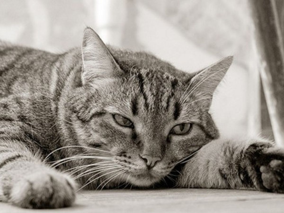 Homeopathie Pour Chat Qui S arrache Les Poils Comment lutter contre la déprime saisonnière du chat ?