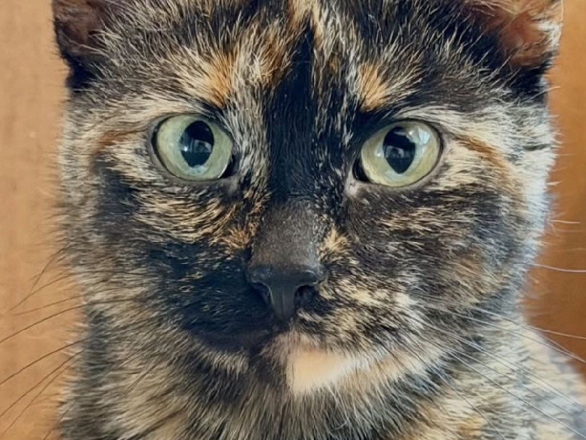 Stray cat wanders into a home and settles in, but she's hiding a