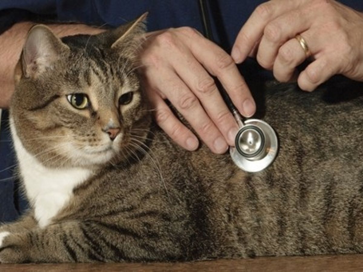 Truffe Humide Et Froide Signe De Bonne Sante Chez Le Chat