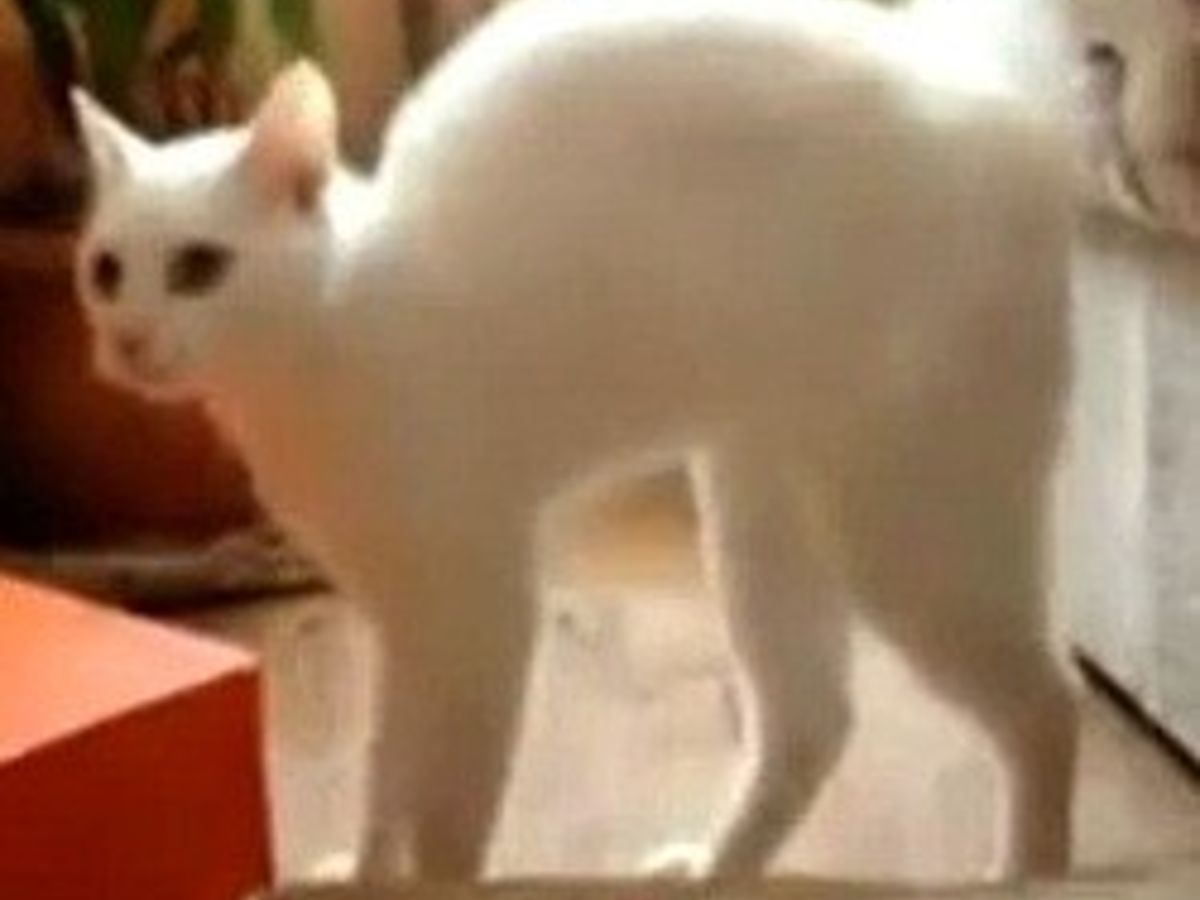 Un Chat Fait Le Gros Dos Video Du Jour