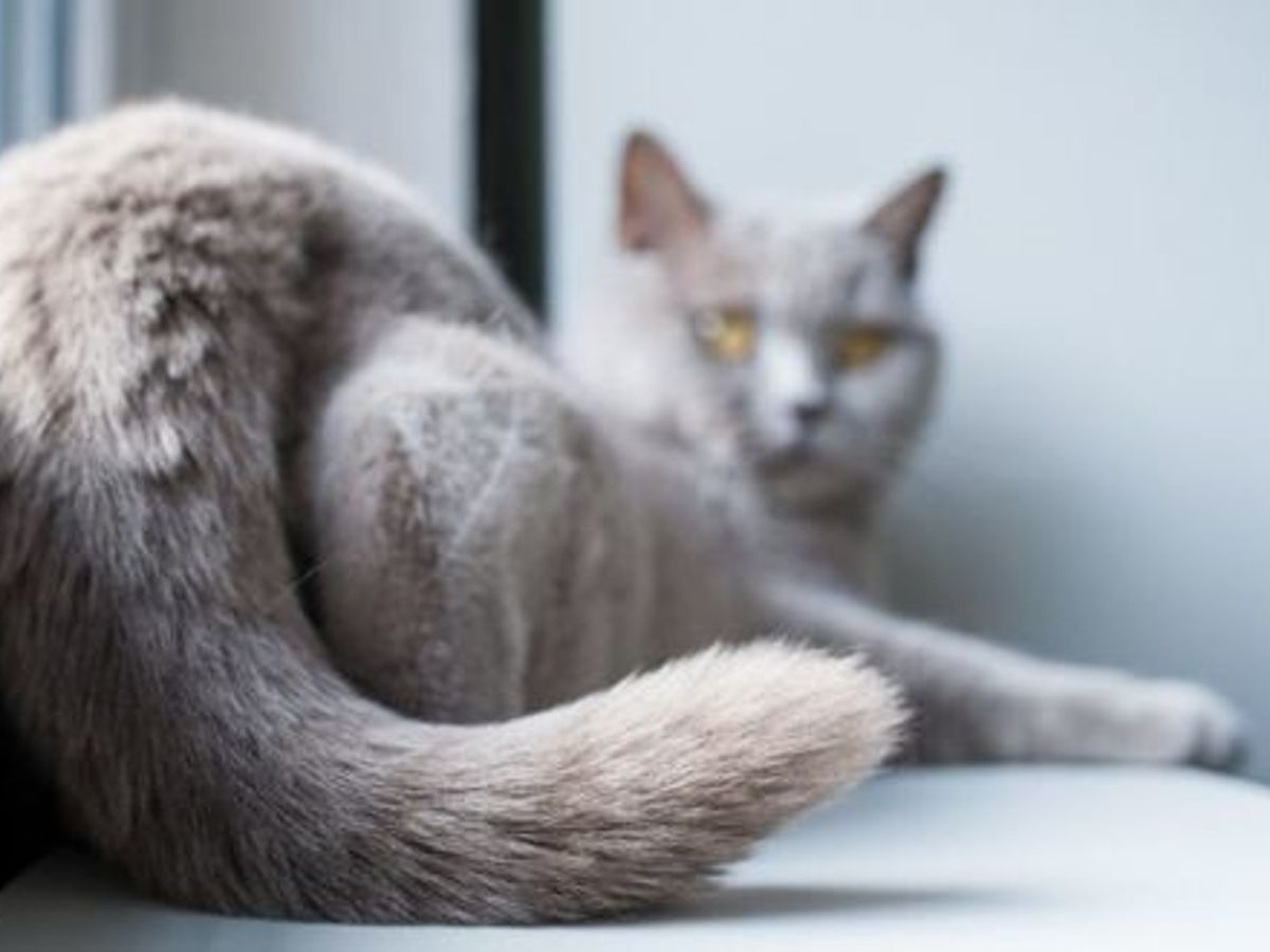 Mon Chat Se Mord La Queue Pourquoi Et Comment L Aider
