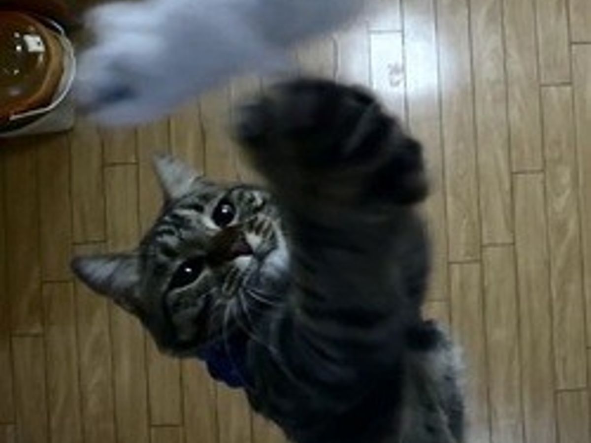 Le Retour Du Chat Champion De Saut En Hauteur Video Du Jour