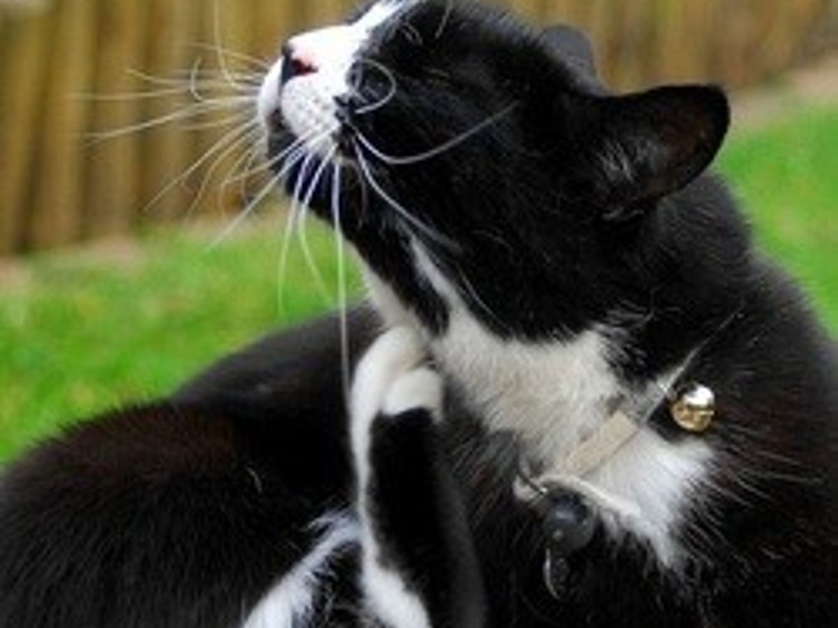 Les Puces Du Chat Et Du Chien Les Eviter Les Reperer Et S En Debarrasser