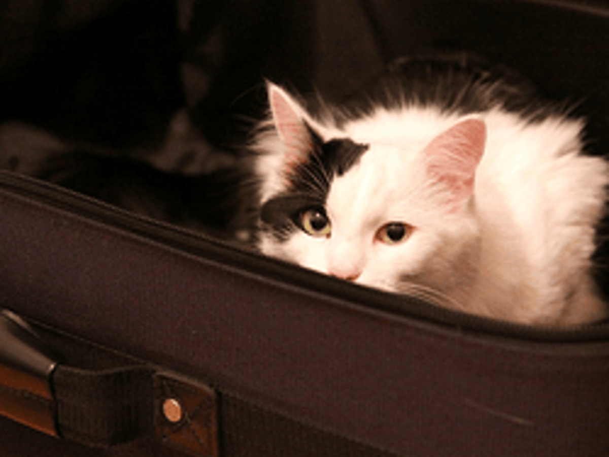Faut Il Emmener Son Chat En Vacances Avec Soi Ou Le Laisser A La Maison Faut Il Emmener Son Chat En Vacances Avec Soi Ou Le Laisser A La Maison