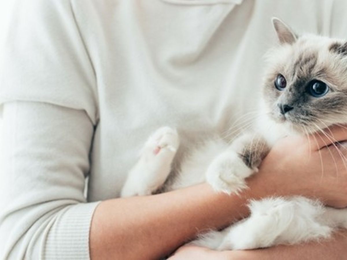 Choisir Un Nom De Chat
