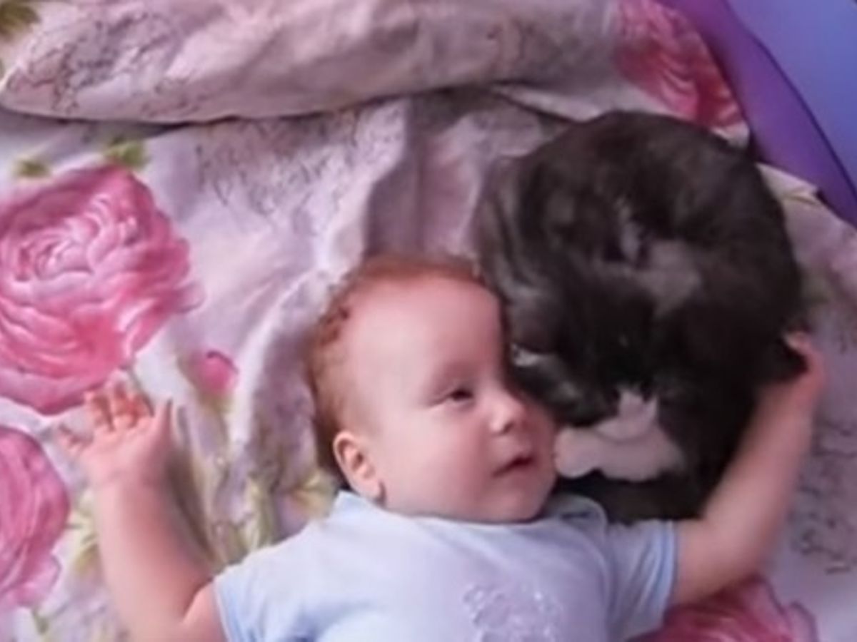 La Reaction De Ce Chat Lorsque Le Bebe De Son Humaine Se Met A Pleurer Va Beaucoup Vous Toucher