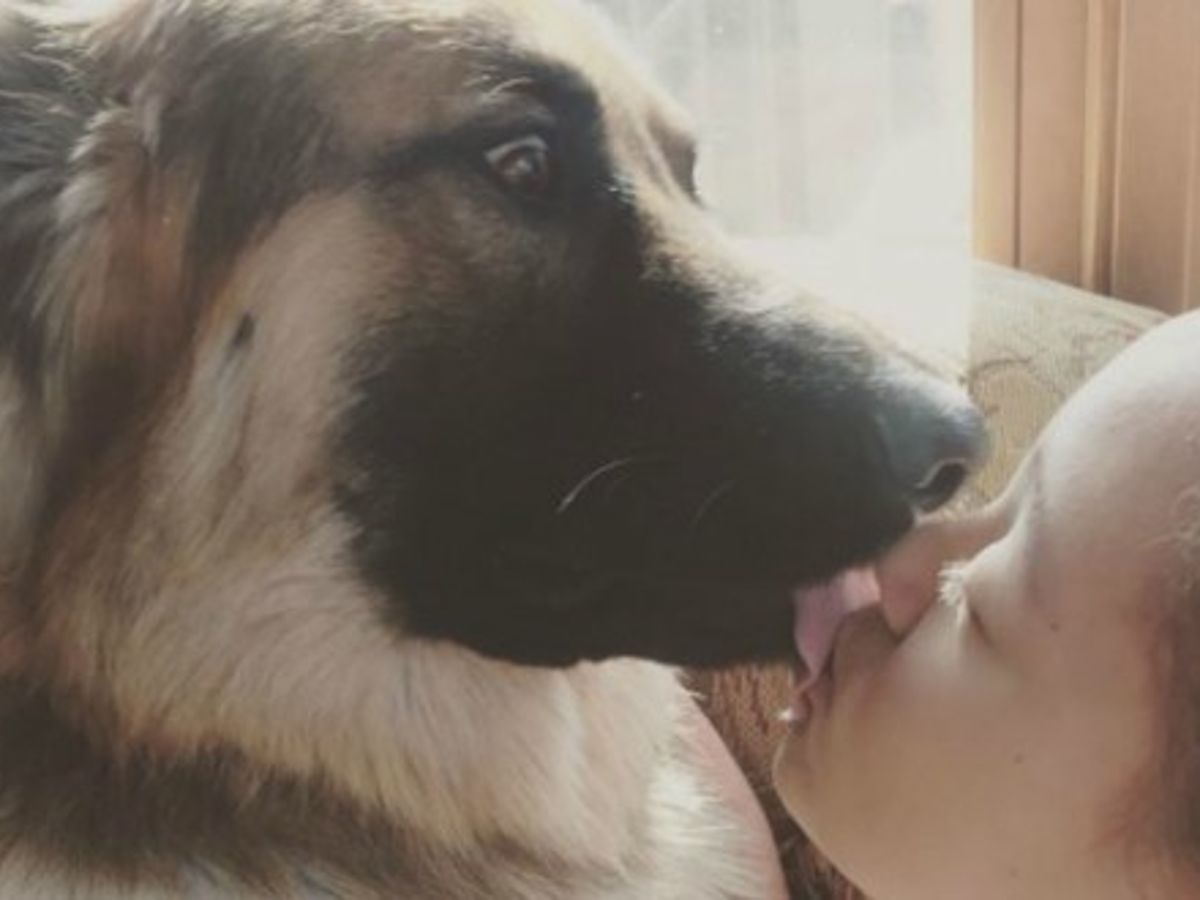 Elle Se Fait Baiser Par Un Chien Cette photo d'un chien en train de faire un bisou à une fillette fait  polémique