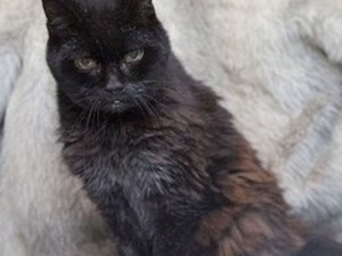 Cola Le Chat Le Plus Vieux Du Monde